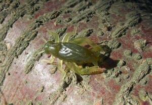 Super Tiny Cricket